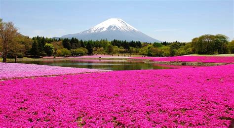 [Japan] A pink carpet of moss phlox (Shibazakura) creats an artistic ...