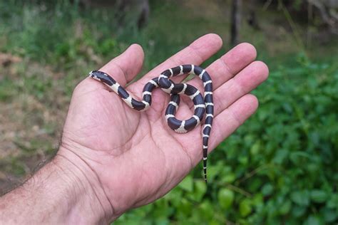 Baby California King Snake Stock Photo - Download Image Now - iStock