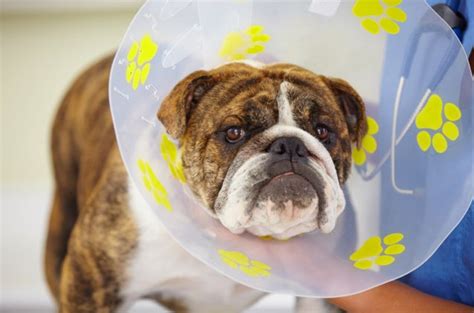 Road To Recovery: Post-Operative Spay And Neuter Care | PetGuide