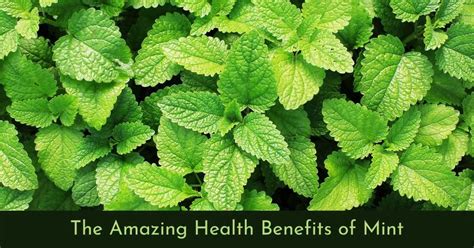 Health benefits of mint : You'll never think of this herb the same again!