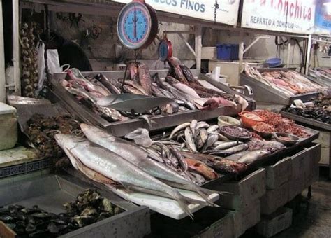 Fish-chile – Chile News | Breaking News, Views, Analysis