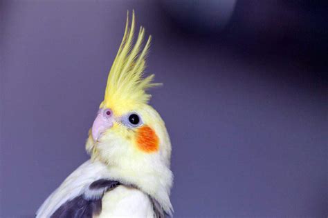 Pet Birds That Are Easy to Care For: You May Be Surprised! - This Pet That Pet