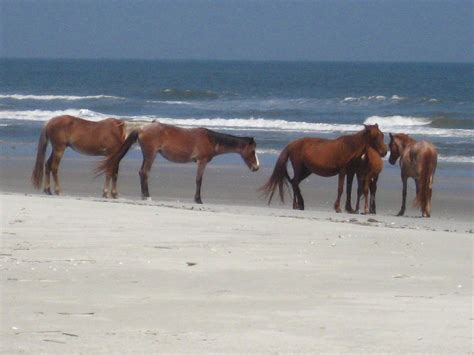 File:Horse herd at the beach.jpg - Wikipedia