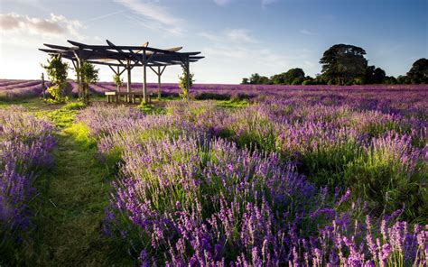 Fondos de pantalla : 1920x1200 px, campo, mirador, lavanda, Flores moradas 1920x1200 - - 1054118 ...