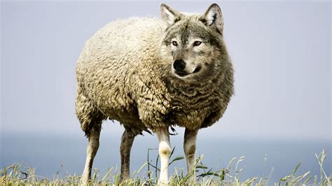 Stock Images wolf in sheep& Wallpaper Download - High Resolution 4K Wallpaper