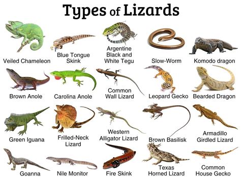 Life Cycle Of A Lizard Diagram