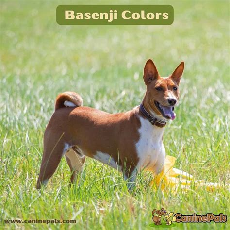 Get to Know all the Different Basenji Colors - Canine Pals