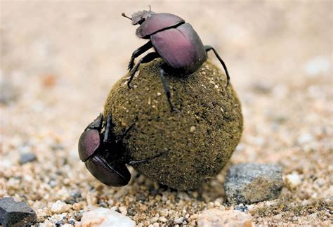 dung beetle - Kids | Britannica Kids | Homework Help