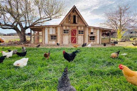 Building a Chicken Coop: 11 Cheap Ways - The Permaculture Research ...