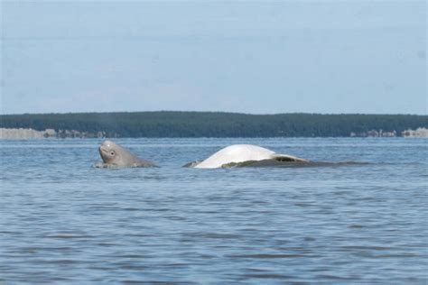 Beluga Whale | NOAA Fisheries