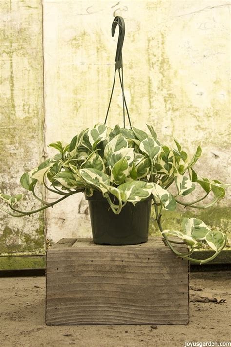 11 Reasons Why Pothos is the Houseplant for You | Joy Us Garden