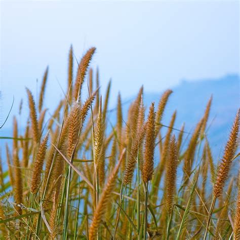 Timothy Grass Seeds, Phleum pratense | American Meadows