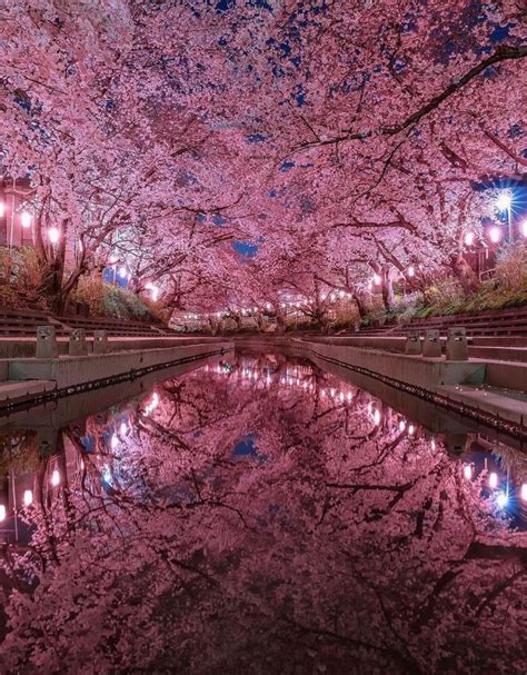 Experience Japan’s Sakura Trees in Full Bloom in 2025