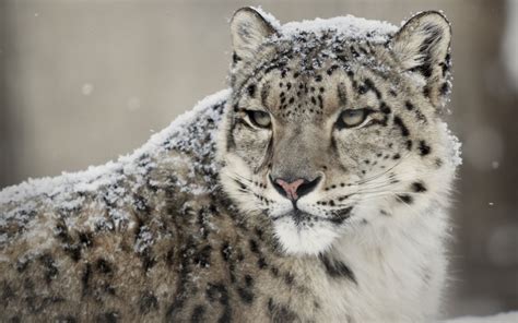 Download Animal Snow Leopard HD Wallpaper