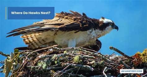 Hawks Nesting: What Does It Look Like?