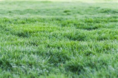 5 Steps Of Lawn Care | Get Your Yard Looking Great | Repairdaily