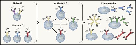 B Cell Responses: Cell Interaction Dynamics and Decisions: Cell