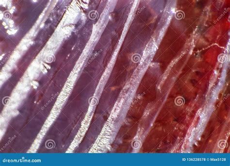 Jellyfish macro structure stock photo. Image of glowing - 136228578