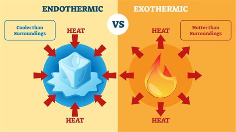 What Is The Difference Between Exothermic And Endothermic Chemical | Images and Photos finder