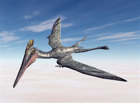 Pterosaurs bizarre neck bones helped support flight - News Without Politics