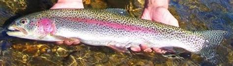 Rainbow Trout | Kodiak Regional Aquaculture Association