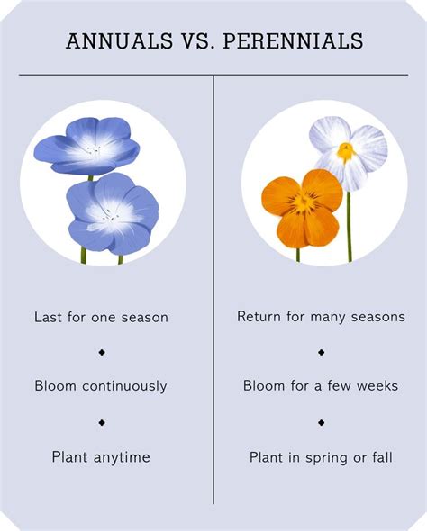 Wait: What's the Difference Between Annuals and Perennials Again? | Jardin balcon, Vivaces, Jardins