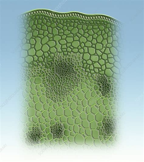 Plant stem anatomy, illustration - Stock Image - C024/6897 - Science Photo Library