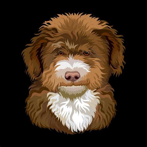 Portrait of Barbet French water dog close up vector illustration 19048414 Vector Art at Vecteezy