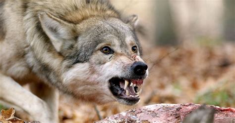 Un loup abattu dans la Drôme lors d'un tir de défense - Chasse Passion