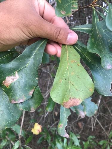 Water Oak: Leaf | Quercus nigra, Upland Hardwood | Malik Audain | Flickr