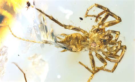 Chimerarachne yingi , preserved in amber in exquisite detail.