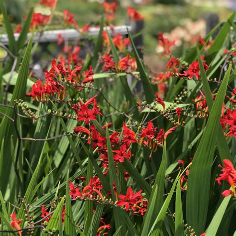 Crocosmia Lucifer - Buy Montbretia Perennials Online