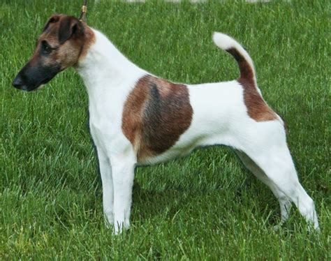 Smooth Fox Terrier - Puppies, Rescue, Pictures, Information, Temperament, Characteristics ...