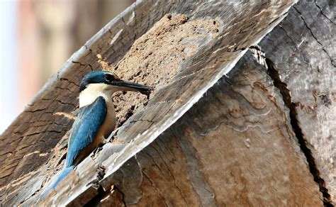 Kingfisher Nesting | RealOldNick | Flickr