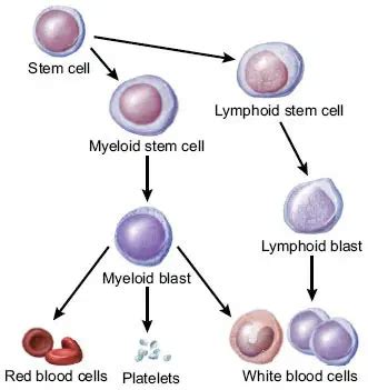 Myeloid Stem Cells - Definition, Development and Differentiation