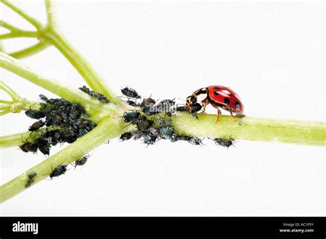 Ladybug eating aphids, close-up Stock Photo - Alamy