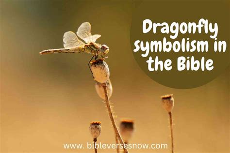 Dragonfly symbolism in the Bible – Bible Verses of the day