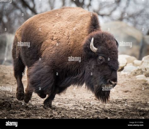 Running American Bison Stock Photo - Alamy