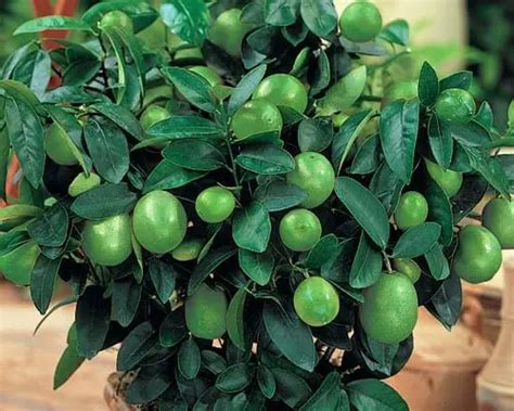 How to Grow Lime Trees From Seeds - Plant Instructions