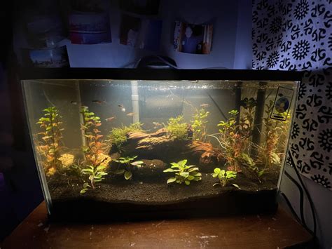 Planted Amazon river basin inspired tank : r/Aquariums