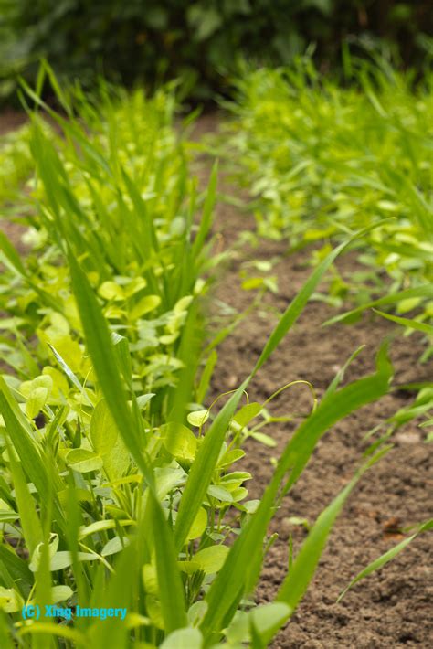 Allotment Garden: Planting the green manure