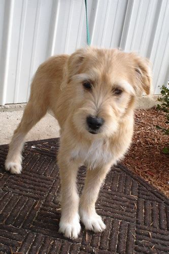 sandy-wheaten terrier mix | she is about 6 months old and we… | Flickr - Photo Sharing!