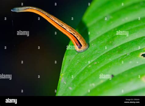 Borneo leech hi-res stock photography and images - Alamy