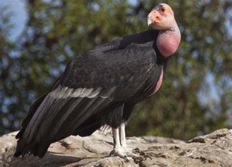 California Condor Facts, Size, Wingspan, Habitat, Diet, Pictures