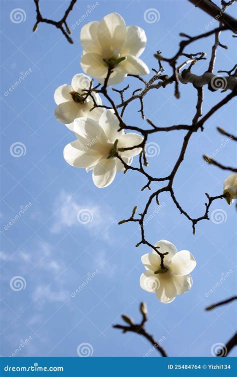 White yulan magnolia stock photo. Image of contend, progress - 25484764