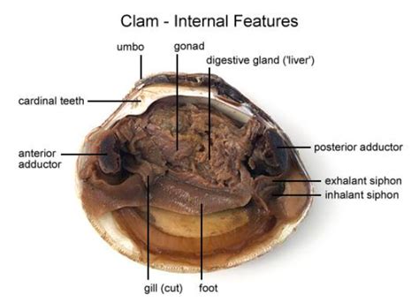 Clam Dissection - Mrs. Skakal's BVW Webpage