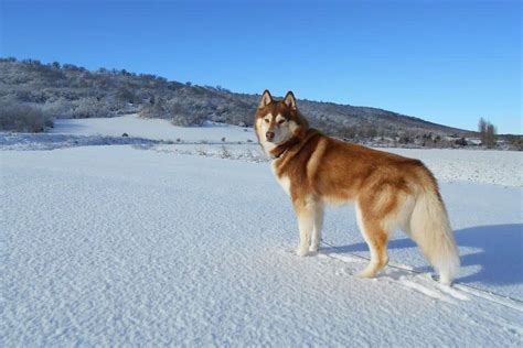 Siberian husky: Dog breed characteristics & care