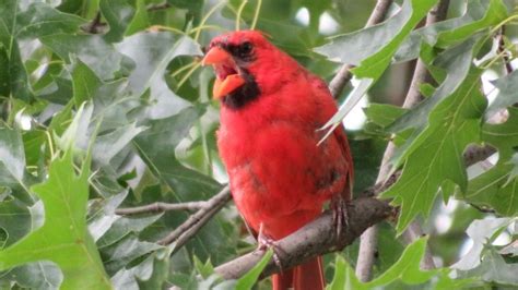 What Do Cardinals Sound Like? Song & Sounds - SongbirdHub