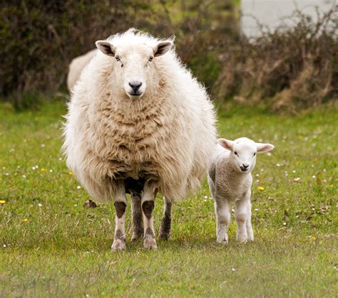 Sheep in Ireland • Wander Your Way