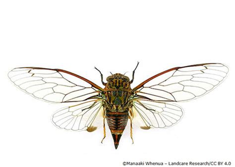 Label the cicada — Science Learning Hub